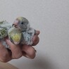 セキセイインコの赤ちゃん2羽 サムネイル2