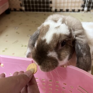 ポーランドロップのノンちゃん♀