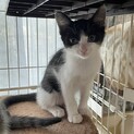 とっても可愛い♡ハチワレはなちゃん！