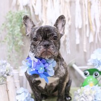 ルナ