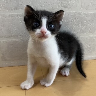 ミルクで育て中⭐︎甘えん坊なフト君