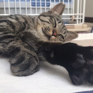 保護初日から一緒に寝てくれる子！