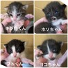 ミルクで育て中⭐︎甘えん坊なフト君 サムネイル2