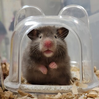 女の子のクロテンハムスター