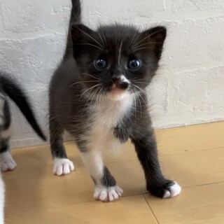 ミルクで育て中⭐︎甘えん坊ホソちゃん