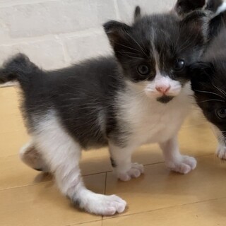 ミルクで育て中⭐︎甘えん坊のヨコちゃん