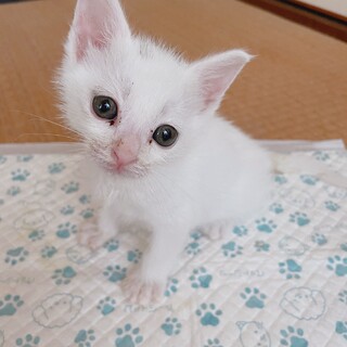 白血病でも幸せになりたい