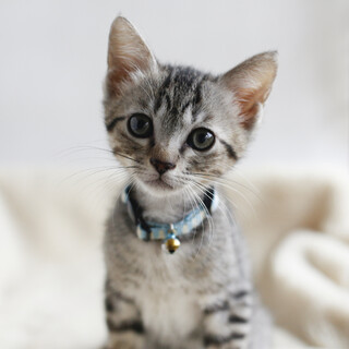 整った顔立ちのサバ薄キジトラ男子⭐️むぎ