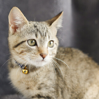 甘え上手ですぐにゴロゴロ❤️キジトラ男子ゴマ