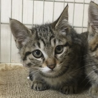 終生飼える方求む