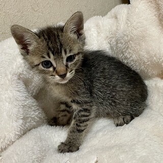 おてんばで甘えん坊キジ女の子1.5か月