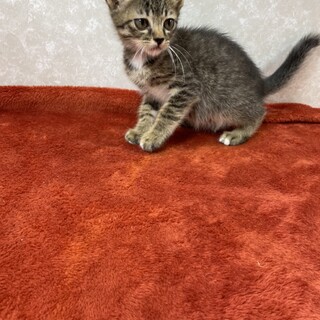 慣れているので飼うのが楽しい❗️初心者向きポコ