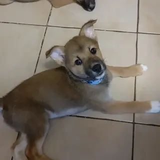 4月17日生人懐こい男の子 仮称クローバーくん