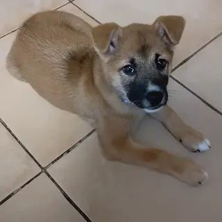 4月17日生まれの人懐こい男の子 仮称キリくん