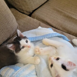 カラスに襲われている所抱き上げ病院へ