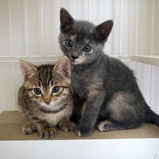 人馴れ抜群の可愛い保護姉妹の子猫ペア！