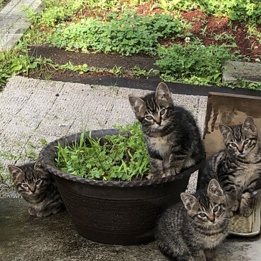 ４月22日(？)生まれの当敷地内にて生まれた雌雄不明の仔猫です。里親募集いたします。。