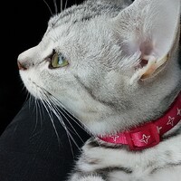 あめ ジャスミン