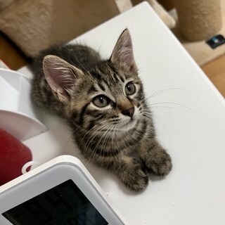 優しい女の子すず