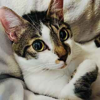 甘えん坊で優しい男の子　ガリくん　2歳