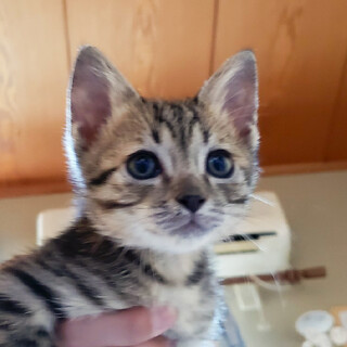 募集停止マイペースで可愛い❤️キジトラ男子ヴェルデ