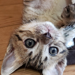 好奇心旺盛ポジティブ❤️キジトラ男子アマレロ