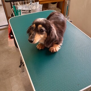 ダックスの女の子　4才