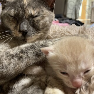 さび柄 2歳女の子