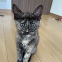さび柄 3ヶ月女の子