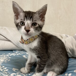 ハンデ　ホタテくんトライアル開始