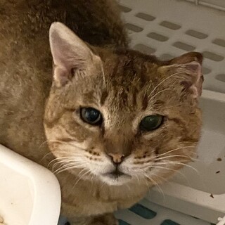 ハンディあり⭐︎人間大好き健気な⭐︎ニーノ⭐︎