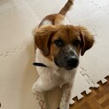 パルボから復活した子です☆あさひ