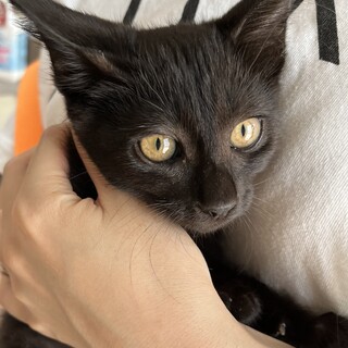 里親決定☆ポーラちゃん3ヶ月