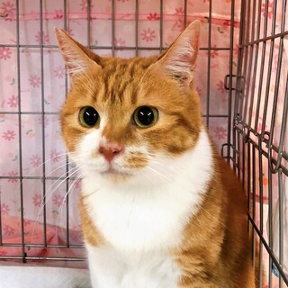 すぐにゴロンする ♪ ジン君 2歳