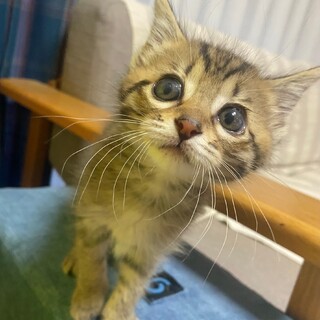 可愛いキジトラの女の子です