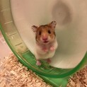 大人しいゴールデンハムスター赤ちゃん里親募集