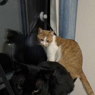 茶白と黒猫のペア