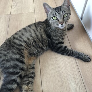 とても人懐こい保護猫みやちゃん！