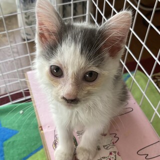 ありがとうございました★グレー雉白の女の子