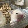ゴールデンハムスター赤ちゃん サムネイル2