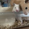 ゴールデンハムスター赤ちゃん サムネイル4