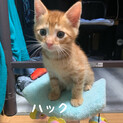 仲良し3兄妹　生後2ヶ月です