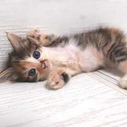 とだニャン保護猫里親会 サムネイル2