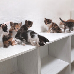 とだニャン保護猫里親会 サムネイル3