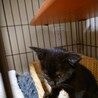 里親募集 サムネイル2