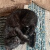 里親募集 サムネイル3