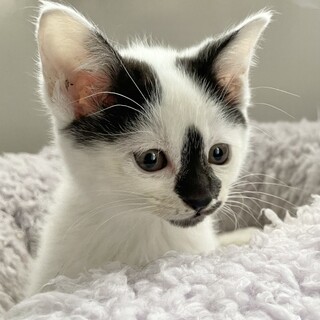 コアラ鼻の美人♡いちはちゃん