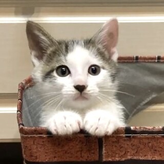 優しい顔の子猫です♪