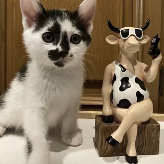 モーモーさんの子猫です♪