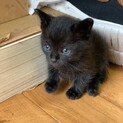 子猫の里親募集